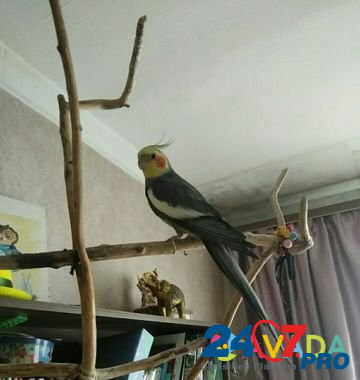 Попугай Lobnya - photo 2