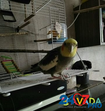 Попугай Lobnya - photo 5