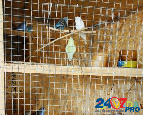 Волнистые попугайчики Ol'khovka - photo 2