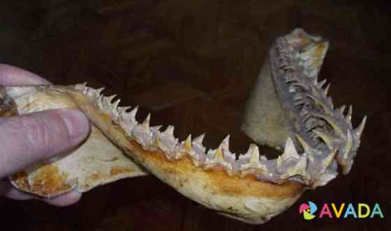 Челюсть Тихоокеанской акулы Lipetsk