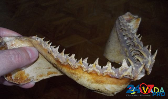 Челюсть Тихоокеанской акулы Lipetsk - photo 3