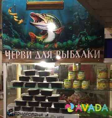 Черви для рыбалки Vozhskiy