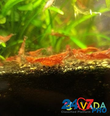 Креветки красные черри Agalatovo - photo 7