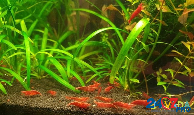Креветки красные черри Agalatovo - photo 1