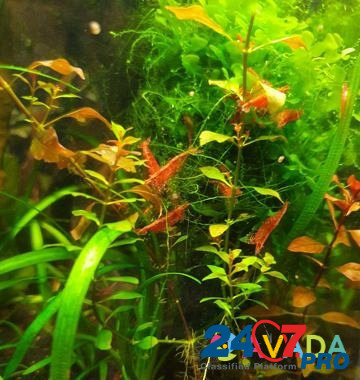 Креветки красные черри Agalatovo - photo 8