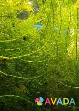 Аквариумные водоросли Segezha