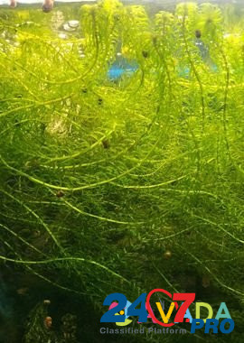 Аквариумные водоросли Сегежа - изображение 1