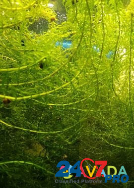 Аквариумные водоросли Сегежа - изображение 2