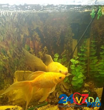 Золотые рыбки Коломна - изображение 2