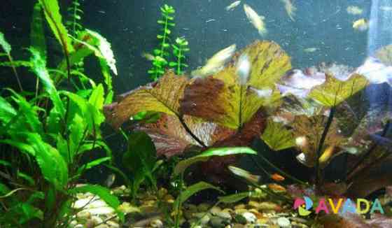 Продам аквариумных рыбок улиток и растения Starodub