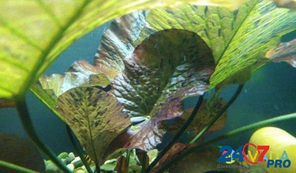 Продам аквариумных рыбок улиток и растения Starodub - photo 2