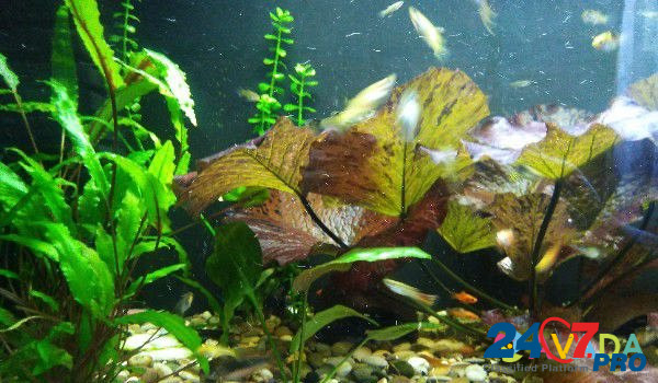 Продам аквариумных рыбок улиток и растения Starodub - photo 3