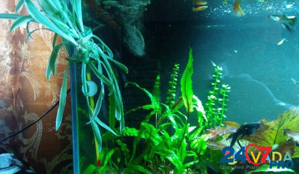 Продам аквариумных рыбок улиток и растения Стародуб - изображение 4