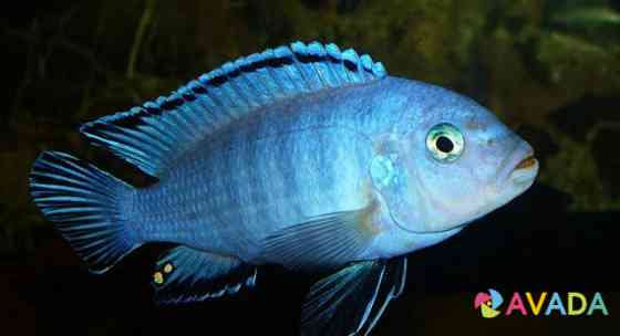 Рыбки аквариумные. Цихлиды озера Малави Belgorod
