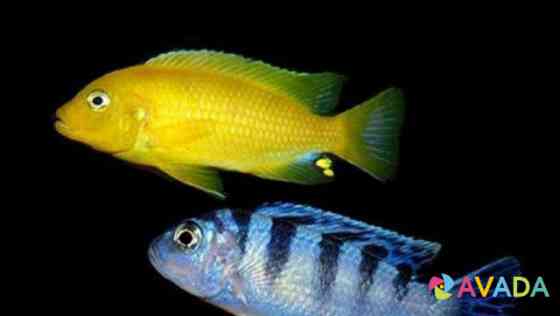 Рыбки аквариумные. Цихлиды озера Малави Belgorod