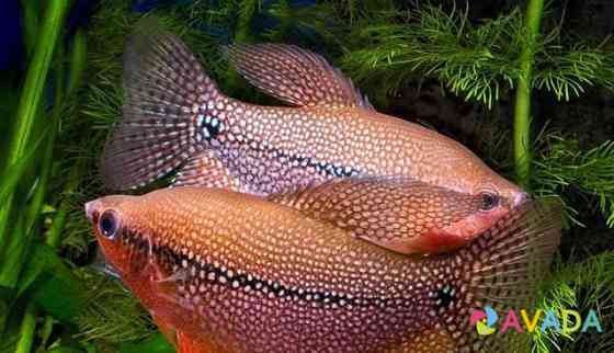 Рыбы аквариумные гурами жемчужные Slantsy