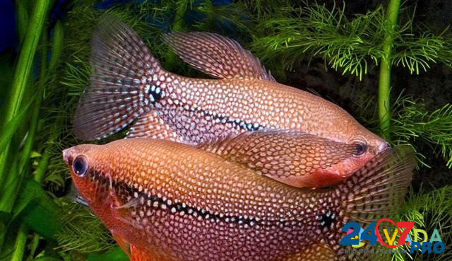 Рыбы аквариумные гурами жемчужные Slantsy - photo 1