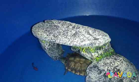 Камень для черепахи Димитровград