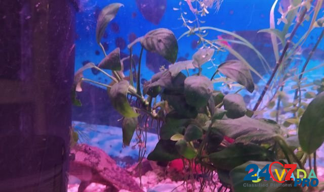 Украшение для аквариума Lobnya - photo 2