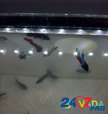 Рыбки петушки Imeni Tel'mana - photo 2