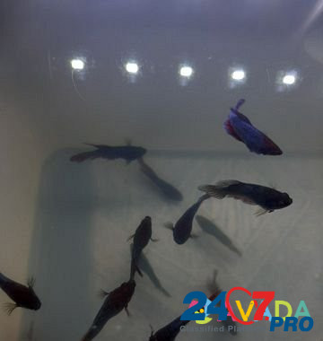Рыбки петушки Imeni Tel'mana - photo 1