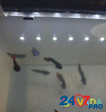Рыбки петушки Imeni Tel'mana - photo 3