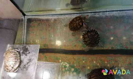 Черепахи, аквариум, внешний фильтр Murmansk