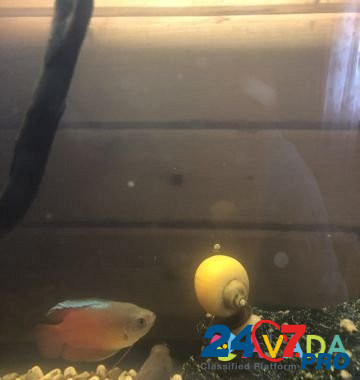 Аквариум с рыбками Ruza - photo 6