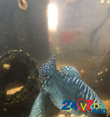 Аквариум с рыбками Ruza - photo 4