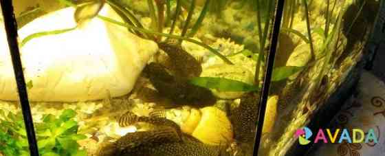 Рыбки Сомики анциструсы маленькие и большие Smolensk