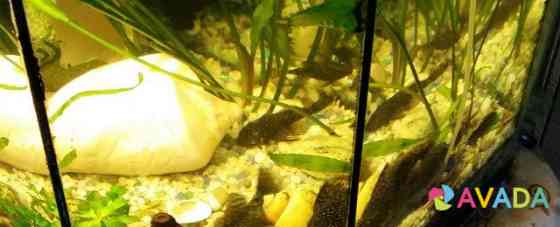 Рыбки Сомики анциструсы маленькие и большие Smolensk