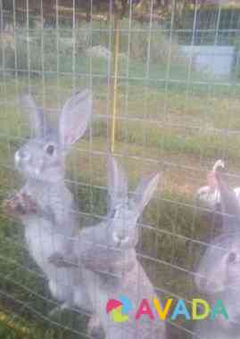 Продам кроликов Dankov