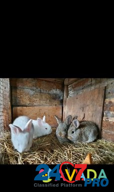 Кролики разных пород Новосиньково - изображение 2