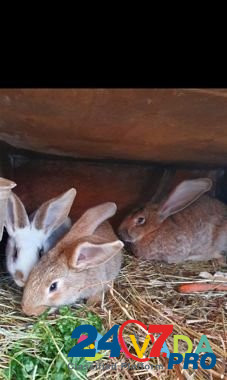 Кролики разных пород Novosin'kovo - photo 1