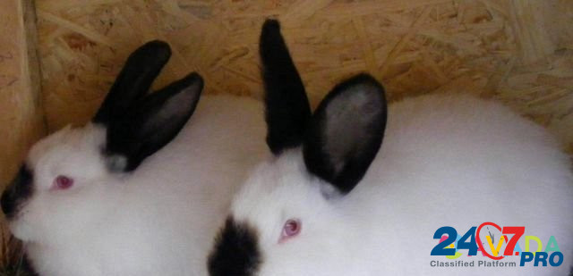 Крупные кролики калифорнийской породы Сочи - изображение 1