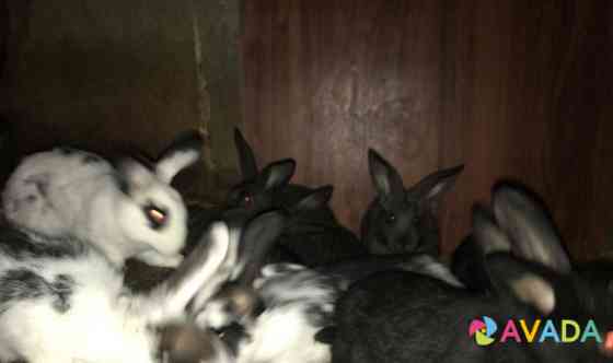 Кролики разных пород Novaya Usman'