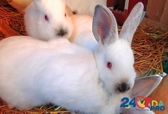 Калифорнийские кролики,привиты,2месяца Боровск - изображение 1