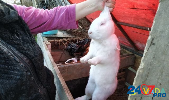Кролики Oyskhara - photo 1