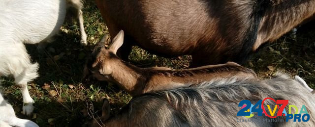 Козлик и козы Мензелинск - изображение 4