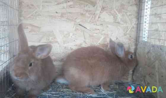 Кролики Klimovo