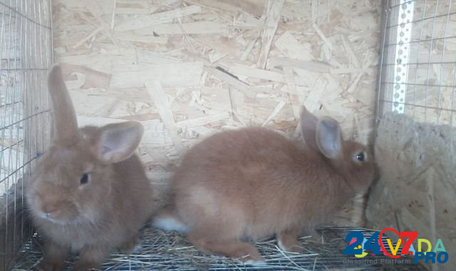 Кролики Klimovo - photo 2