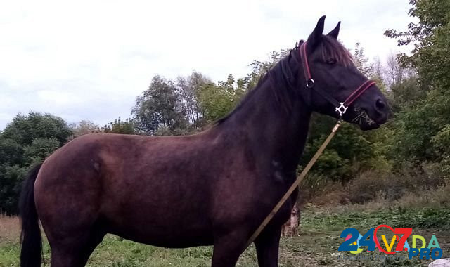 Рабочая лошадь Laishevka - photo 1