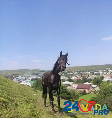 Жеребец Карачаевской породы Учкекен - изображение 7