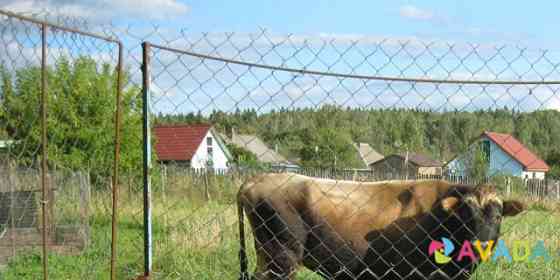 Продам быка Ульяново