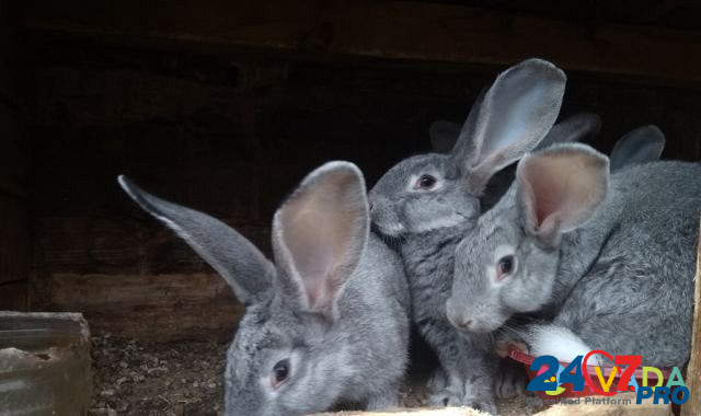 Кролики Krasnaya Gorbatka - photo 8
