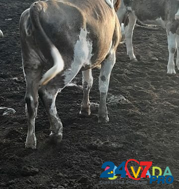 Телки полтора года, пол года и коровы на мясо Vysotskoye - photo 5