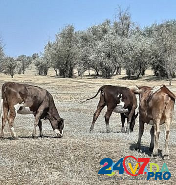 Телки полтора года, пол года и коровы на мясо Vysotskoye - photo 1