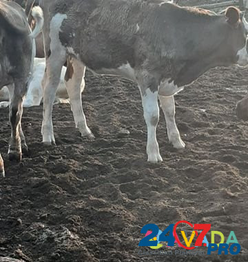 Телки полтора года, пол года и коровы на мясо Высоцкое - изображение 6