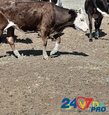 Телки полтора года, пол года и коровы на мясо Vysotskoye - photo 2