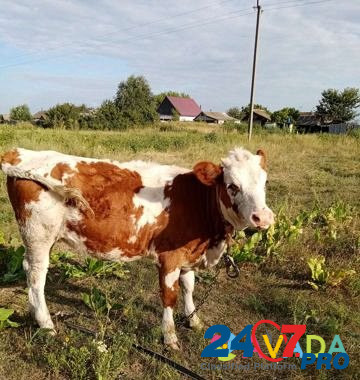 Корова D'yakonovo - photo 3